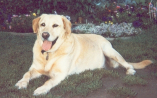 Carly aka Ladie